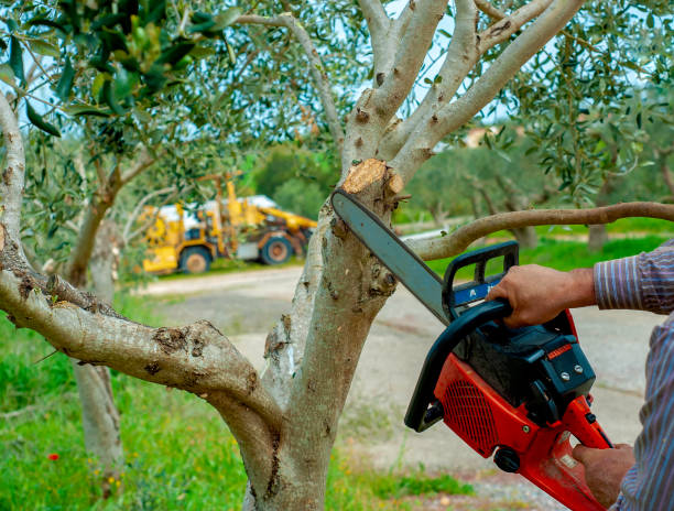 Best Dead Tree Removal  in USA